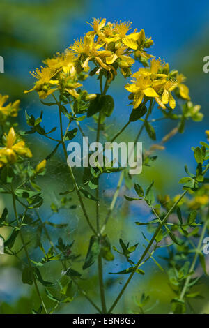 common St John's-wort, perforate St John's-wort, klamath weed, St. John's-wort (Hypericum perforatum), blooming, Germany Stock Photo