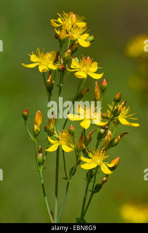 slender St John's-wort (Hypericum pulchrum), blooming, Germany Stock Photo