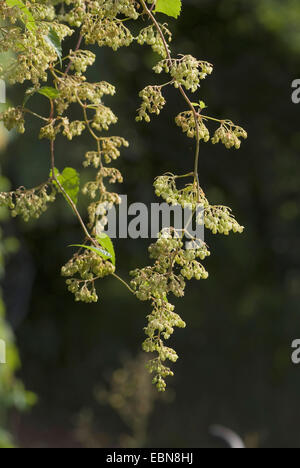 Hop (Humulus lupulus). Male Inflorescence Closeup Stock Photo - Alamy