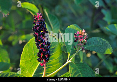Pokeweed, Indian poke, Red-ink Plant, Indian Pokeweed (Phytolacca esculenta, Phytolacca acinosa), infructescene Stock Photo