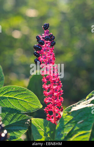 Pokeweed, Indian poke, Red-ink Plant, Indian Pokeweed (Phytolacca esculenta, Phytolacca acinosa), infructescene Stock Photo