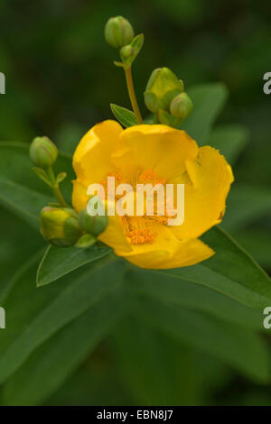 flower of yellow flowering St John's wort hypericum Hypericum ...