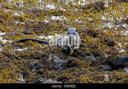 European river otter, European Otter, Eurasian Otter (Lutra lutra), feeding caught fish, United Kingdom, Scotland, Ardnamurchan Stock Photo