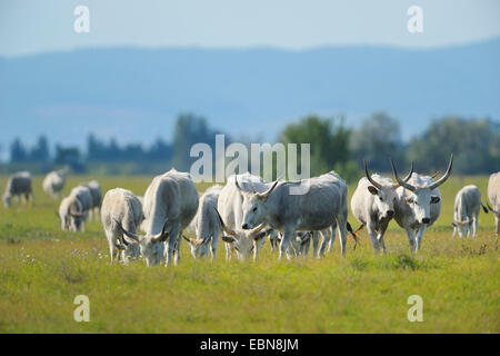 Hungarian Steppe Cattle, Hungarian Grey Cattle, Hungarian Podolian Steppe Cattle (Bos primigenius f. taurus), herd on a pasture, Austria, Burgenland, Neusiedler See National Park, Apetlon