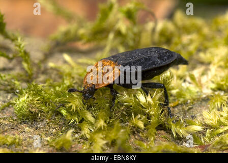 red-breasted carrion beetle, Groundbeetle (Oiceoptoma thoracicum), on moss, Germany Stock Photo