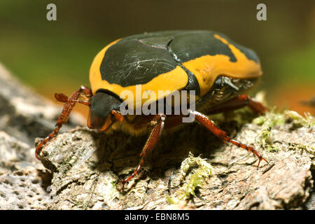 Rose chafer, Sun Beetle (Pachnoda ephippiata), front view Stock Photo