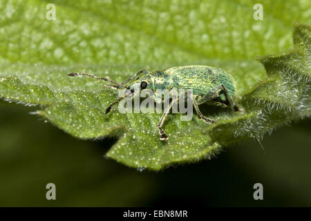 Common Leaf Weevil (Phyllobius pyri), on a leaf, Germany Stock Photo