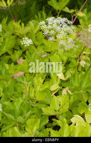 Masterwort, Master-wort (Peucedanum ostruthium, Imperatoria ostruthium), blooming, Germany Stock Photo