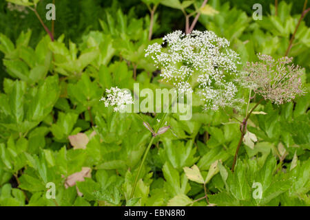 Masterwort, Master-wort (Peucedanum ostruthium, Imperatoria ostruthium), blooming, Germany Stock Photo