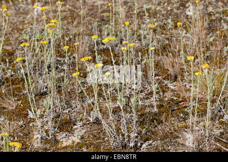Yellow Everlasting Daisy, Everlasting Flower, Dwarf Everlasting (Helichrysum arenarium), blooming, Germany Stock Photo