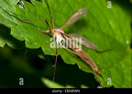 crane fly (Tipula spec.), sitting on a leaf, Germany Stock Photo