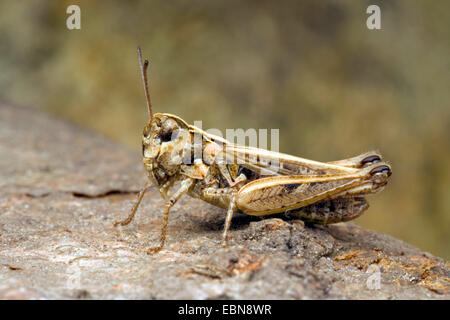 black-spotted grasshopper (Stenobothrus nigromaculatus), sitting on a stone, Germany Stock Photo