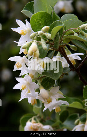 Blue solanum shrub (Solanum rantonnetii, Lycianthes rantonnetii), blooming, Turkey, Antalya Stock Photo