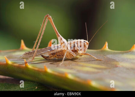 brown-spotted bushcricket (Platycleis tesselata), female on a leaf, Portugal Stock Photo