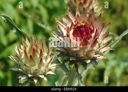 globe artichoke (Cynara scolymus), indumentum Stock Photo