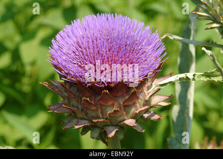 globe artichoke (Cynara scolymus), inflorescence Stock Photo