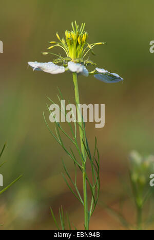 Black cardamom, Love-in-a-mist (Nigella arvensis), flower Stock Photo