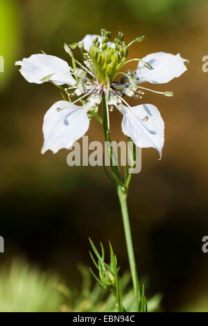 Black cardamom, Love-in-a-mist (Nigella arvensis), flower Stock Photo