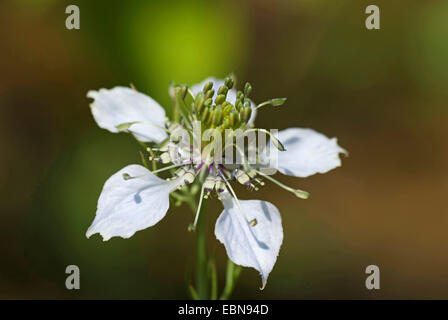 Black cardamom, Love-in-a-mist (Nigella arvensis), flower Stock Photo