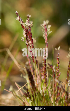 early sand-grass (Mibora minima), blooming, Germany Stock Photo
