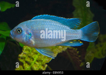 Malawi Cichlid (Maylandia estherae, Pseudotropheus estherae), breed blue Stock Photo