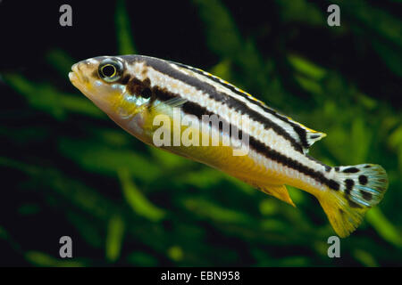 Golden mbuna, Nyassa Golden Cichlid (Melanochromis auratus, Pseudotropheus auratus), swimming Stock Photo