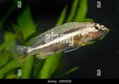Golden mbuna, Nyassa Golden Cichlid (Melanochromis auratus, Pseudotropheus auratus), male Stock Photo