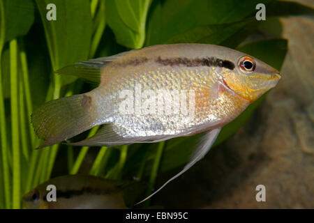 Flag cichlid (Mesonauta egregius), swimming Stock Photo