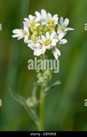 Hoary alyssum, Hoary false alyssum, Hoary false madwort (Berteroa incana), inflorescence, Germany Stock Photo