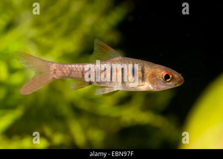 Angola Barb, Orange fin Minnow (Barbus fasciolatus, Barbus barilioides), swimming Stock Photo