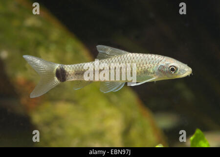 Silver Flying Fox (Crossocheilus reticulatus), swimming Stock Photo - Alamy