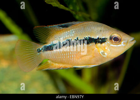 Salvin's Cichlid, Yellow Belly (Cichlasoma salvini, Nandopsis salvini), swimming Stock Photo