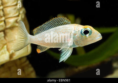 Southern Bigeye-Mouthbrooder (Callochromis macrops), breed Ndolo Bay Red Stock Photo