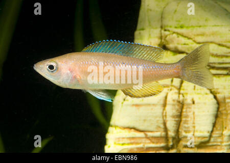 Slender Cichlid (Cyprichromis leptosoma), swimming Stock Photo