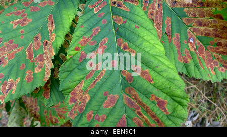 horse chestnut leafminer (Cameraria ohridella), damaged leaves of common horse chestnut, Germany Stock Photo