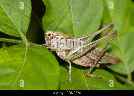 Western bushcricket, Grey Bush Cricket, Grey Bush-Cricket (Platycleis albopunctata, Platycleis denticulata), female on a leaf Stock Photo