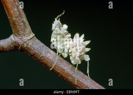 Wahlbergi's Spiny Flower Mantis, Wahlbergis Spiny Flower Mantis (Pseudocreobotra wahlbergi), on a branch