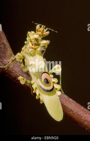 Wahlbergi's Spiny Flower Mantis, Wahlbergis Spiny Flower Mantis (Pseudocreobotra wahlbergi), on a branch