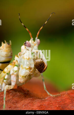 Ocellated Spiny Flower Mantis (Pseudocreobotra ocellata), portrait