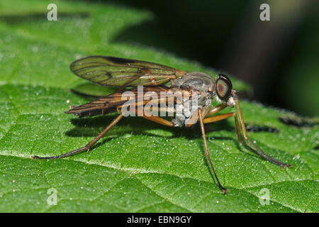 Downlooker Snipe Fly (Rhagio scolopaceus), sitting on a leaf, Germany Stock Photo