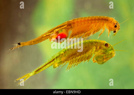 Tanymastix stagnalis (Tanymastix stagnalis), female and male swimming side by side, Germany, Bavaria, Lake Chiemsee Stock Photo