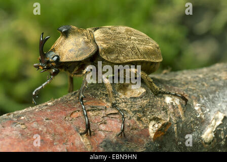 Pfeiffer's rhinoceros beetle, Pfeiffer's horned beetle (Trypoxylus pfeifferi, Allomyrina pfeifferi), male, close-up view Stock Photo