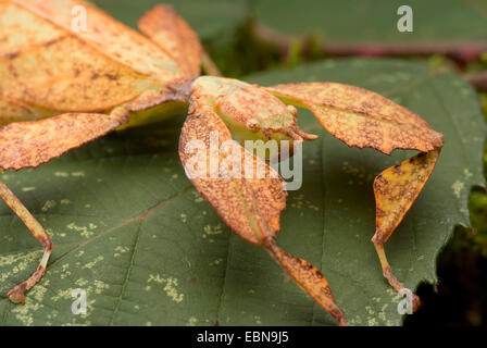 Leaf-Insect, leaf insect (Phyllium siccifolium), portrait Stock Photo