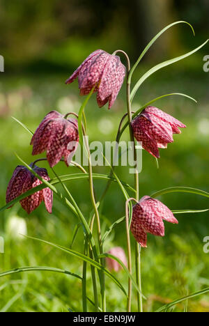 common fritillary, snake's-head fritillaria (Fritillaria meleagris), blooming, Germany Stock Photo