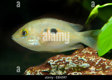 orange chromide (Etroplus maculatus), swimming Stock Photo