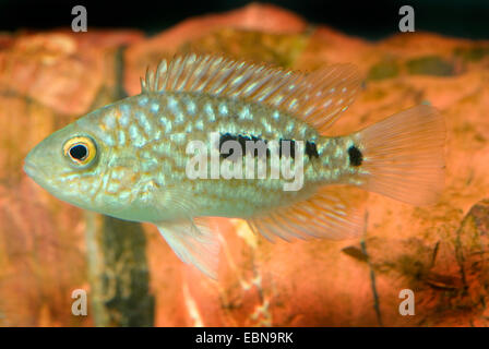 Pearl Cichlid; Green Cichlid (Herichthys carpinte), swimming Stock Photo