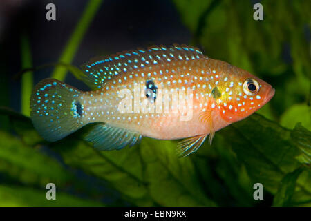 Jewel fish, Jewelfish, Red jewel fish, Red cichlid, Banded Jewel fish (Hemichromis bimaculatus, Hemichromis guttatus), swimming Stock Photo