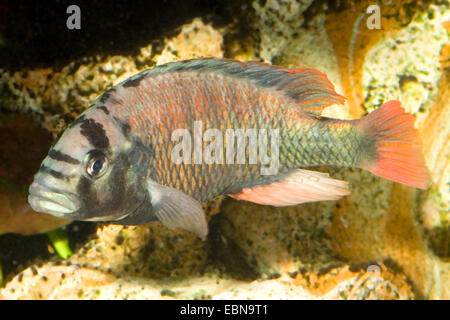 Victoria Rainbow-Haplochromis (Haplochromis obliquidens), swimming Stock Photo