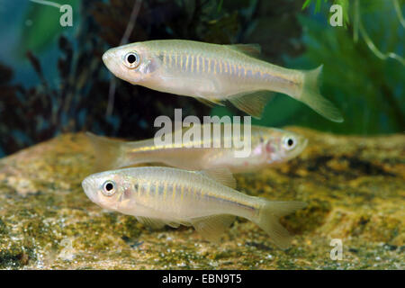 Danionin cyprinid  (Devario jayarami, Inlecypris jayarami, Barilius jayarami), swimming Stock Photo