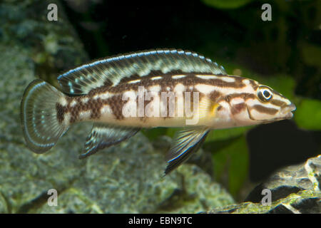Checkerboard Slender Cichlid, Marlier's Julie (Julidochromis marlieri), swimming Stock Photo